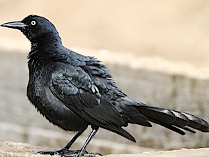 Great-tailed Grackle - Male